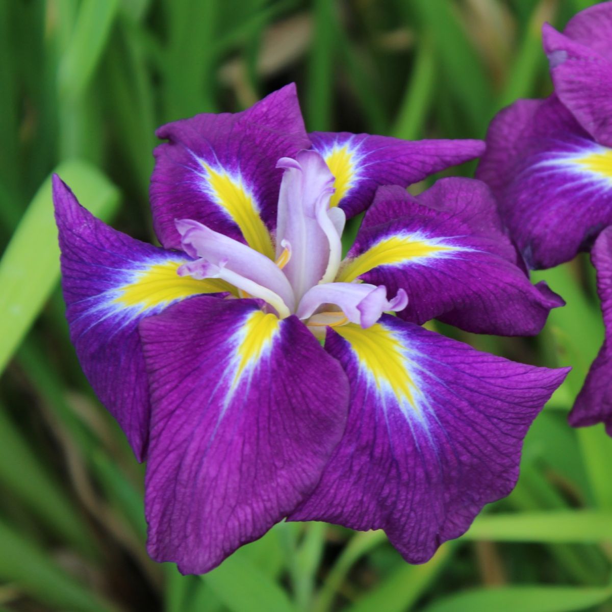Iris x hollandica 'Purple Sensation' (dark purple)