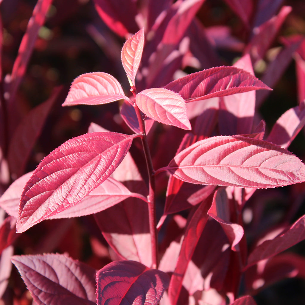 Itea virginica 'Henry's Garnet'