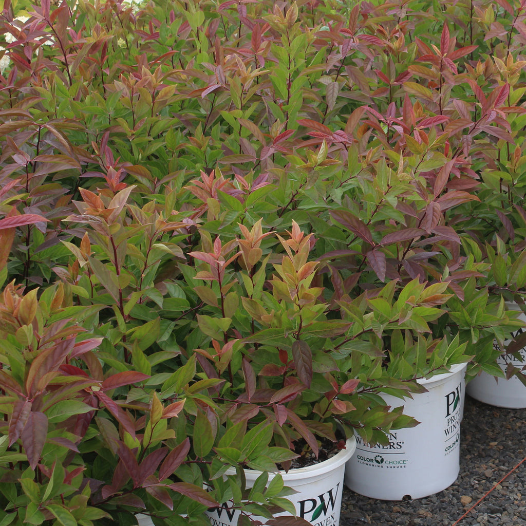 Itea virginica Little Henry® PW PP10988