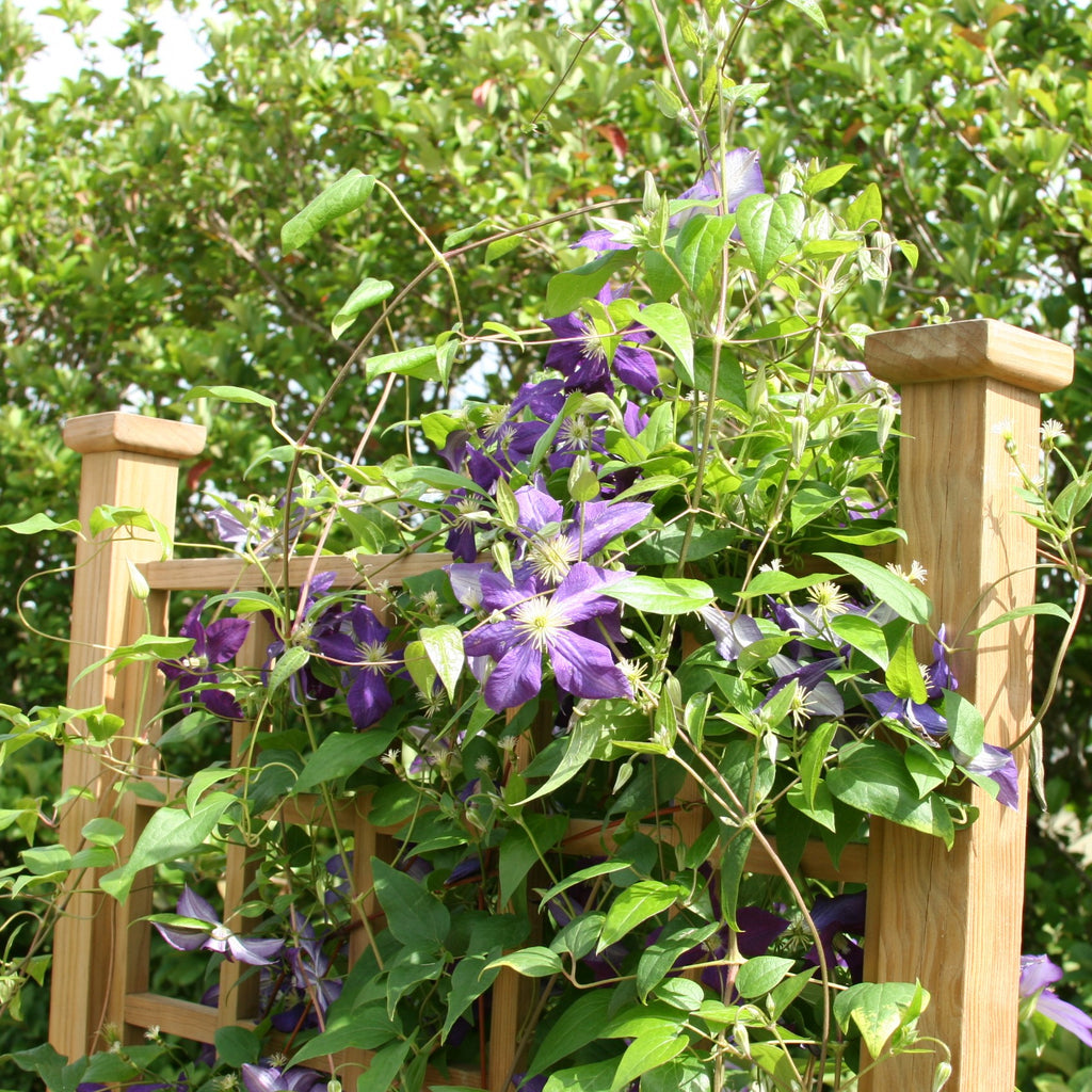 VINE Clematis 'Jackmanii' (purple)