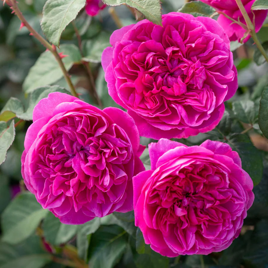 Rosa David Austin® 'James L Austin' (deep pink)