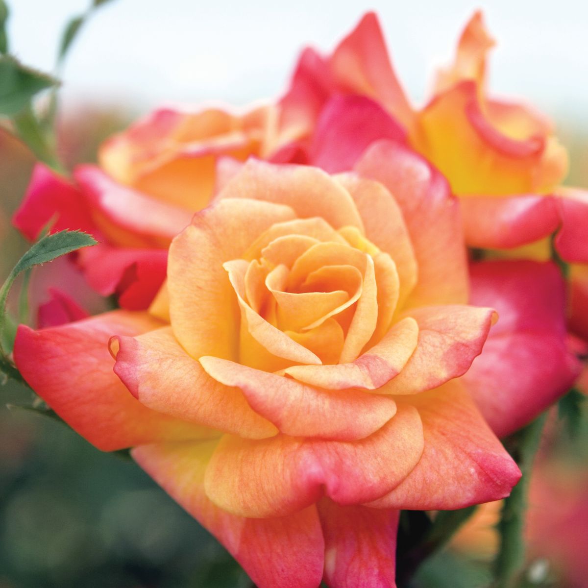 Rosa climb. 'Joseph's Coat' (red/multi)