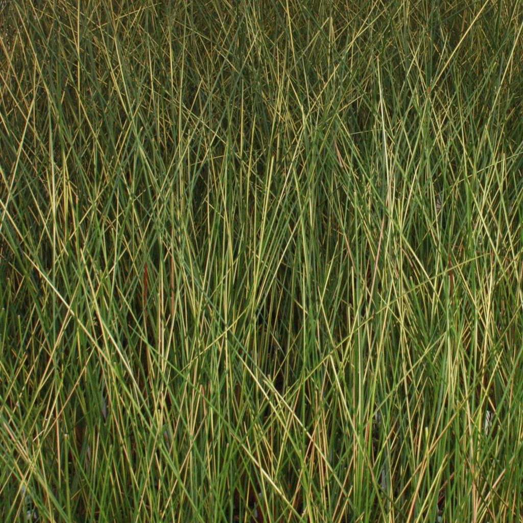 Grass, Juncus e. 'Goldstrike'