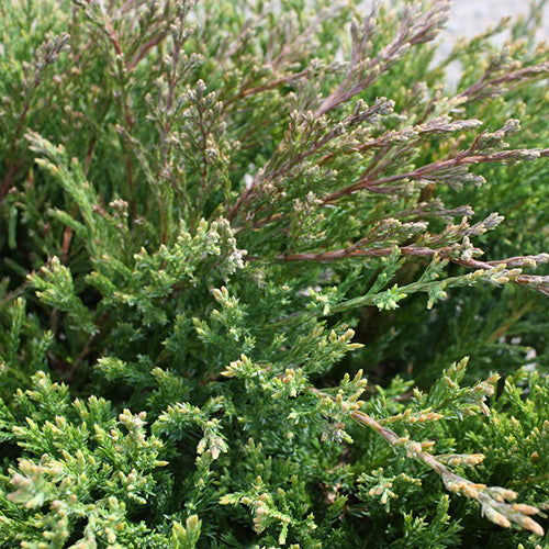 Juniperus horiz. 'Youngstown'