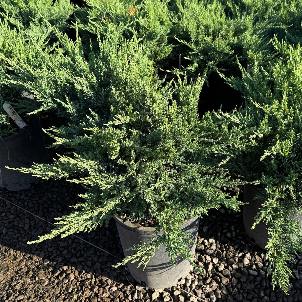 Juniperus sab. 'New Blue Tam'