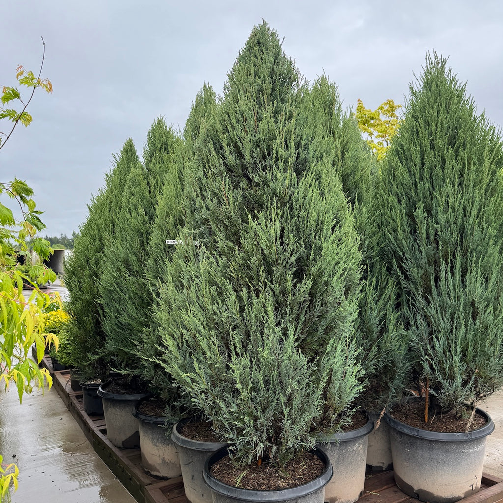 Juniperus v. 'Blue Arrow', Spiral