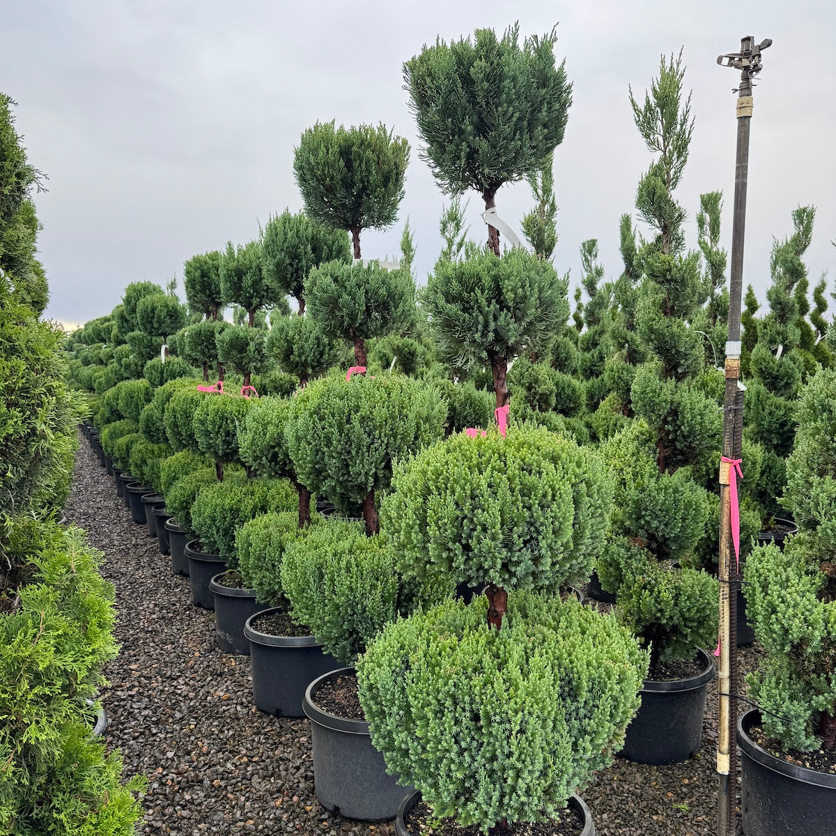 Juniperus chin. 'Blue Point', 4 Ball