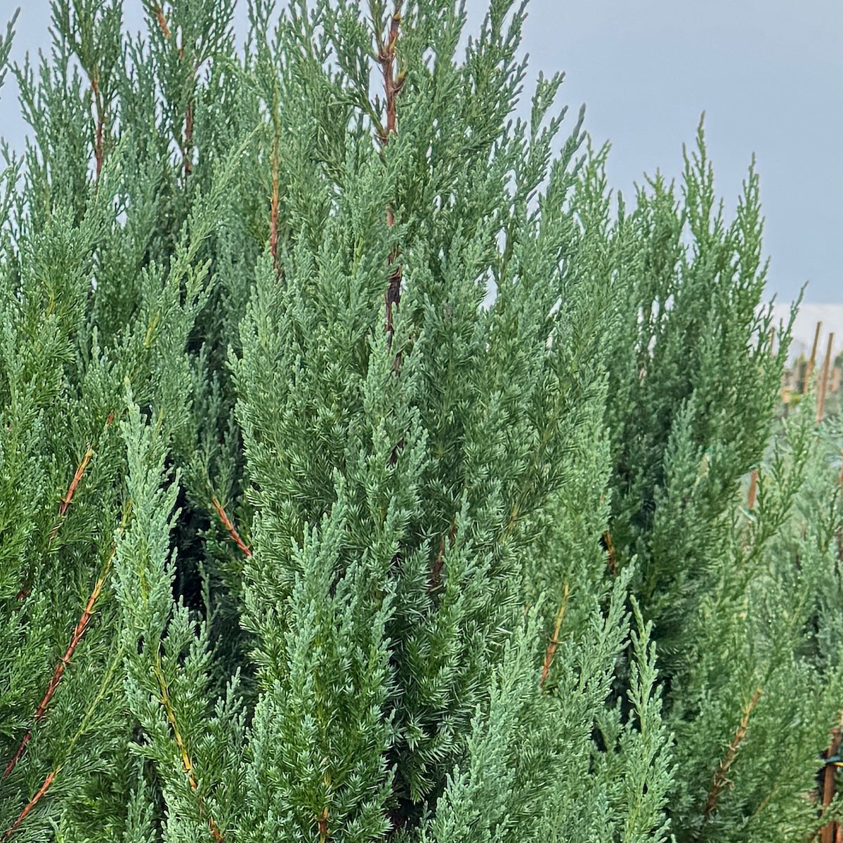 Juniperus chin. 'Blue Point'