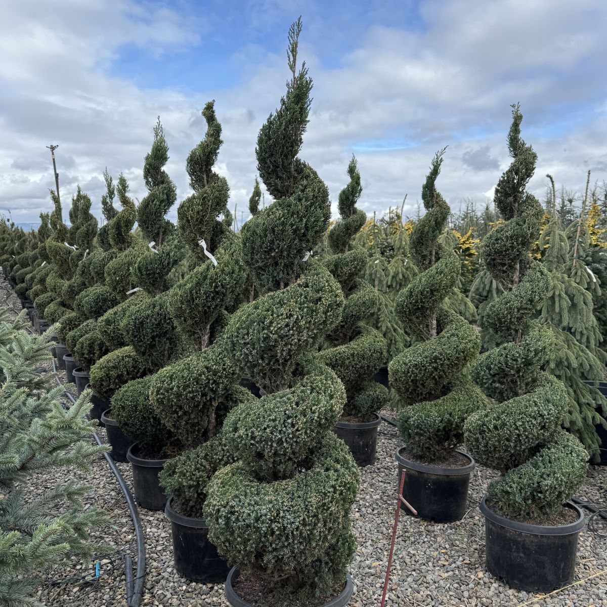 Juniperus chin. 'Blue Point', Spiral