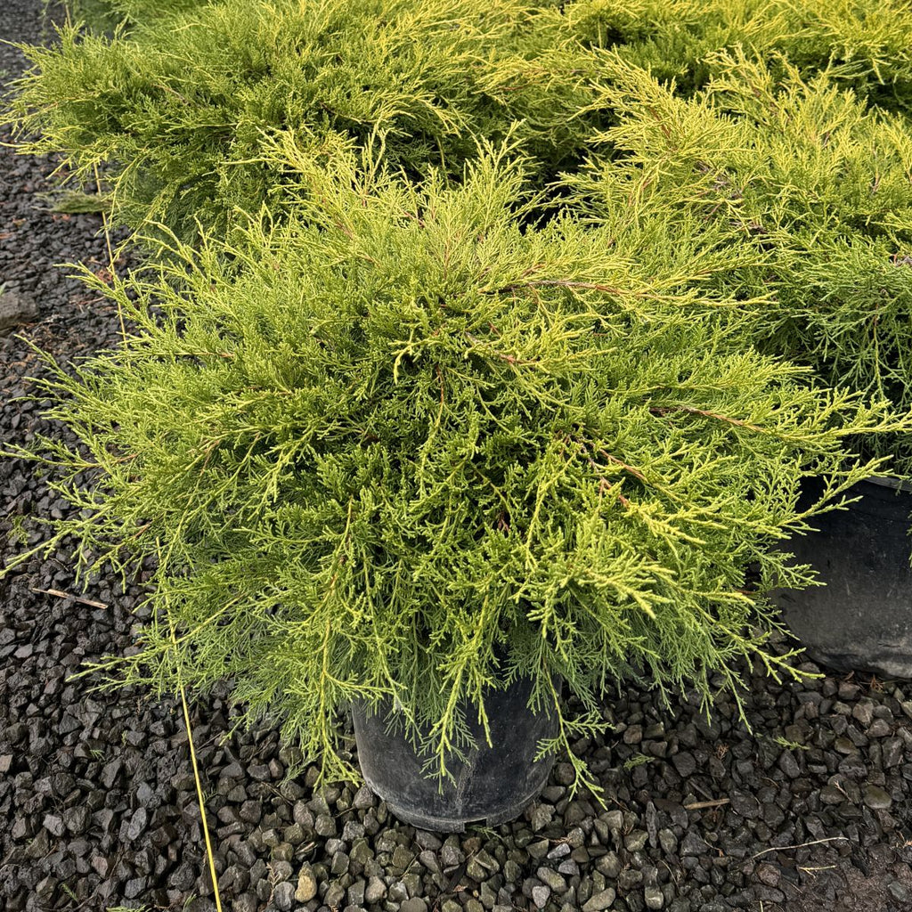 Juniperus chin. 'Gold Coast'®