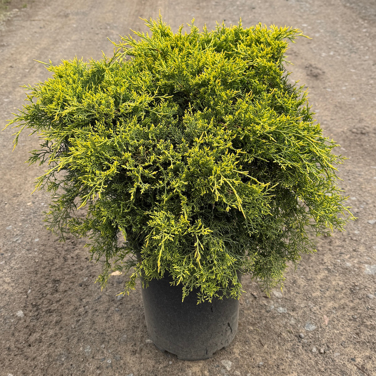 Juniperus chin. 'Old Gold'