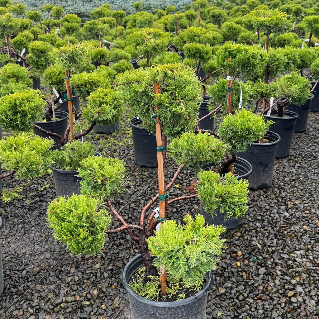 Juniperus chin. 'Old Gold', Pom Pom