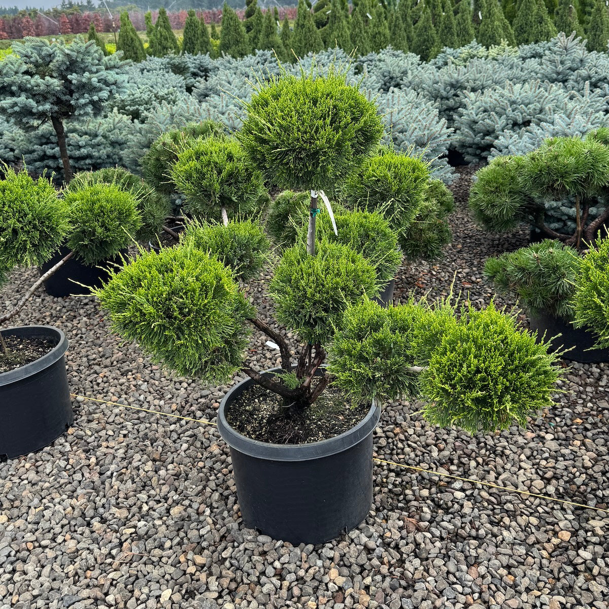 Juniperus chin. 'Sea Green', Pom Pom