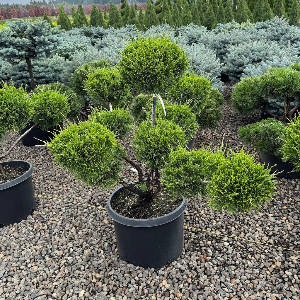 Juniperus chin. 'Sea Green', Pom Pom