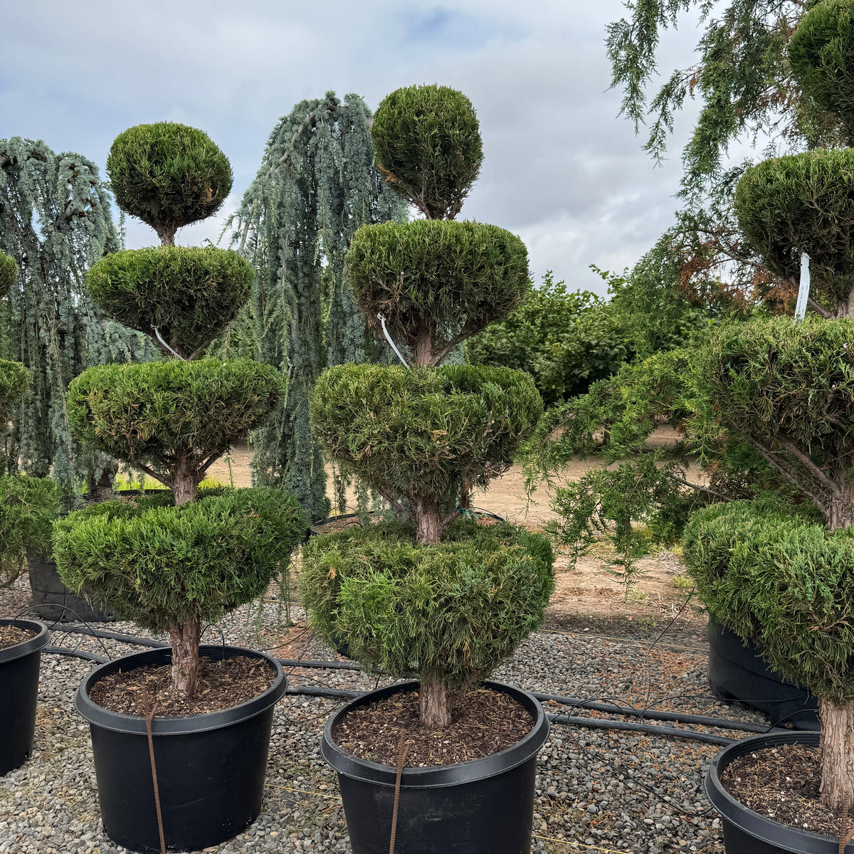 Juniperus chin. 'Spartan', 4 Ball