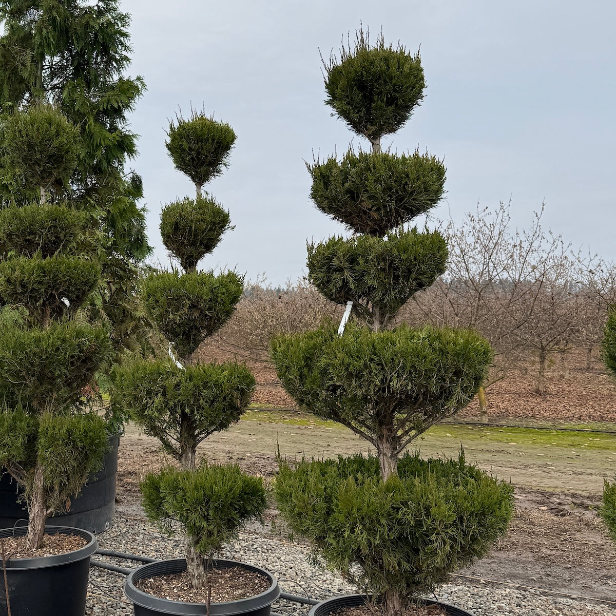 Juniperus chin. 'Spartan', 5 Ball