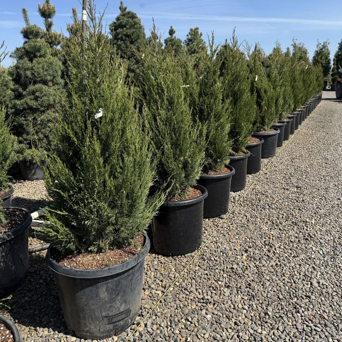 Juniperus chin. 'Spartan'