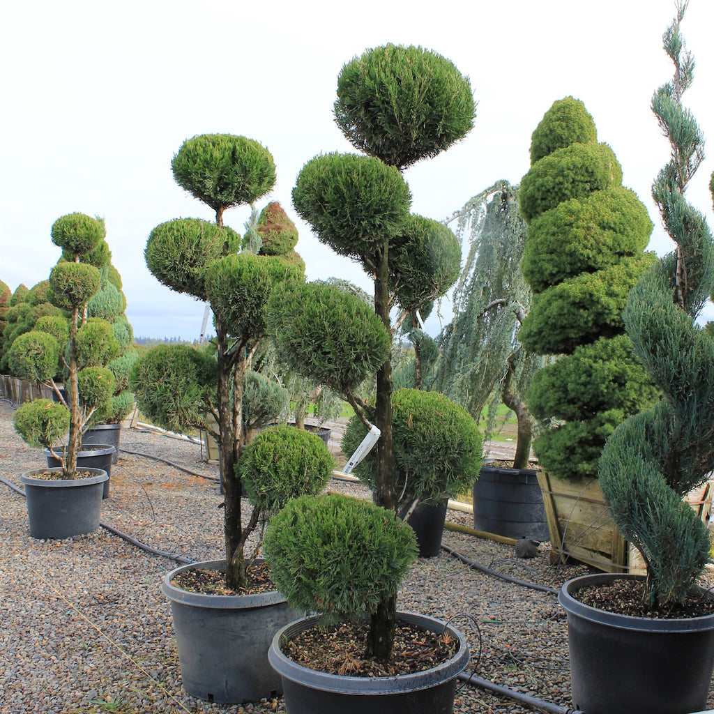 Juniperus chin. 'Spartan', Poodle