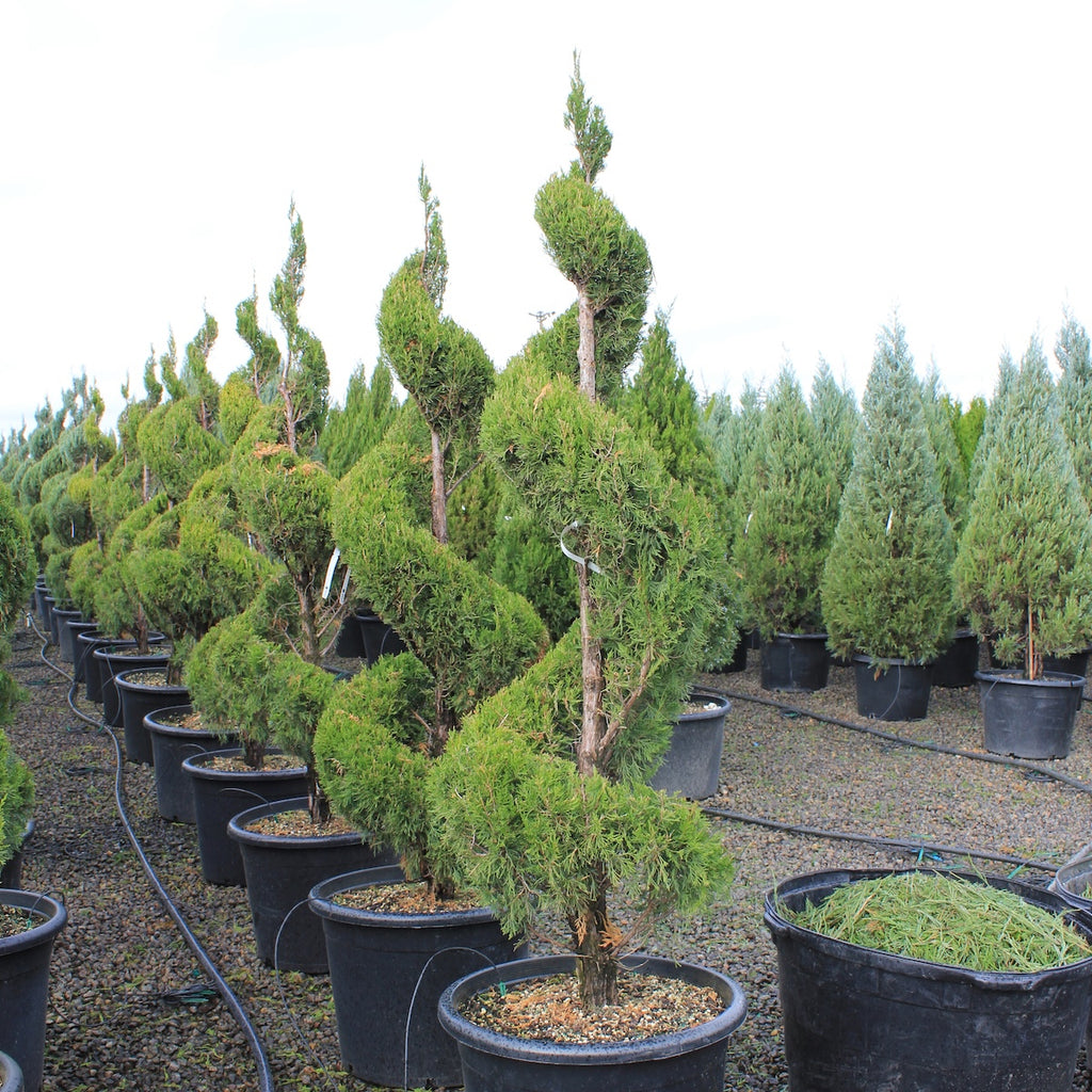 Juniperus chin. 'Spartan', Spiral (CG)