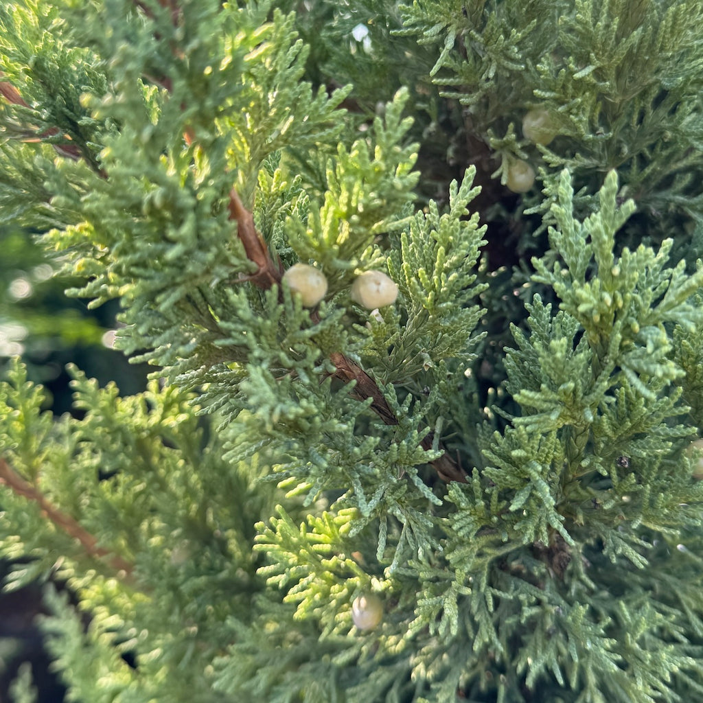 Juniperus chin. 'Trautman'
