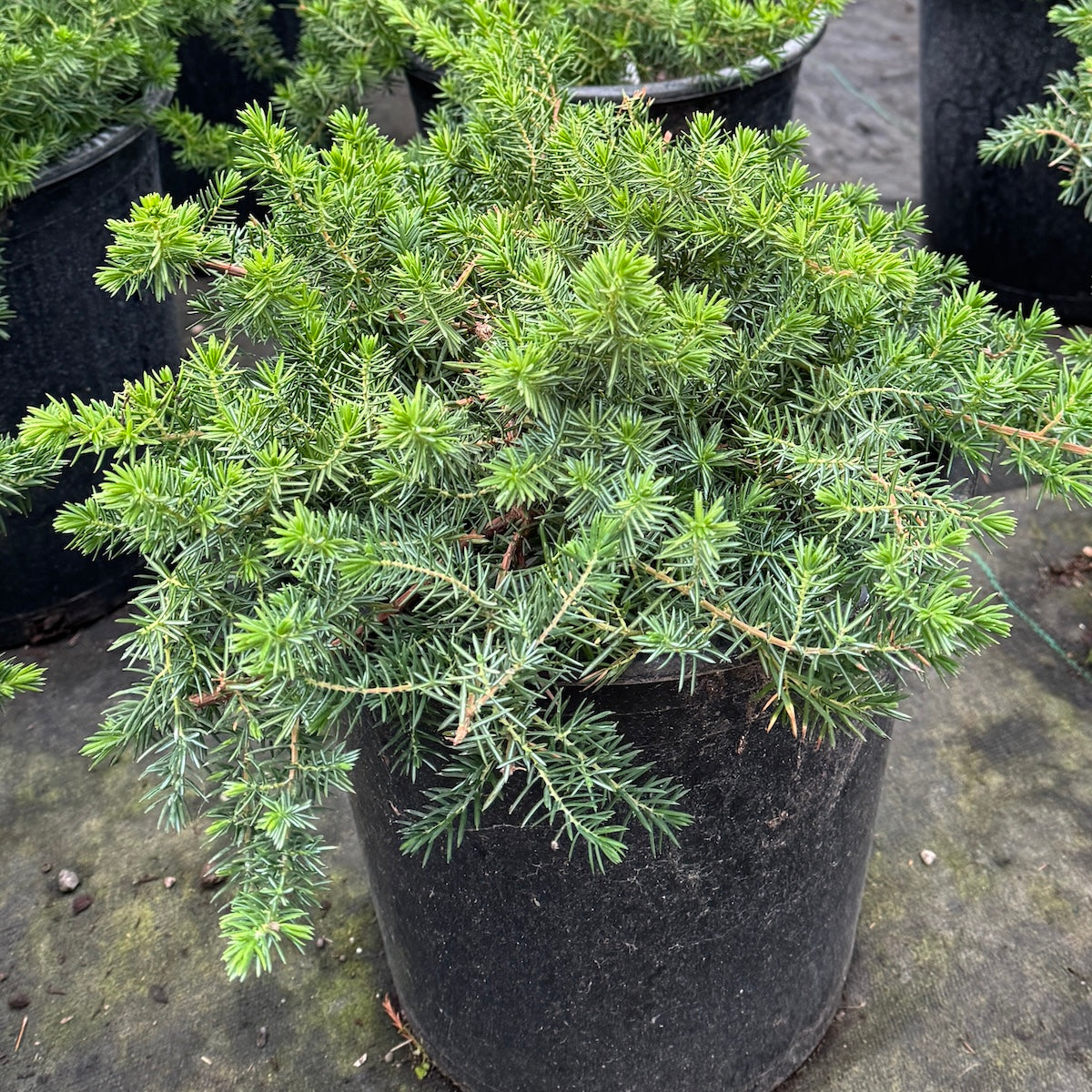 Juniperus conf. 'Blue Pacific'