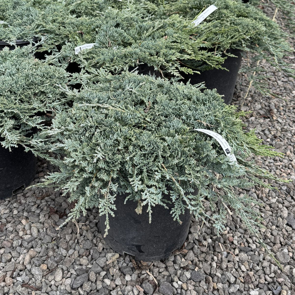 Juniperus horiz. 'Blue Ice'