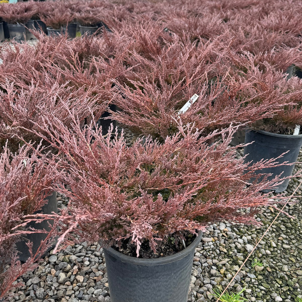Juniperus horiz. 'Youngstown'