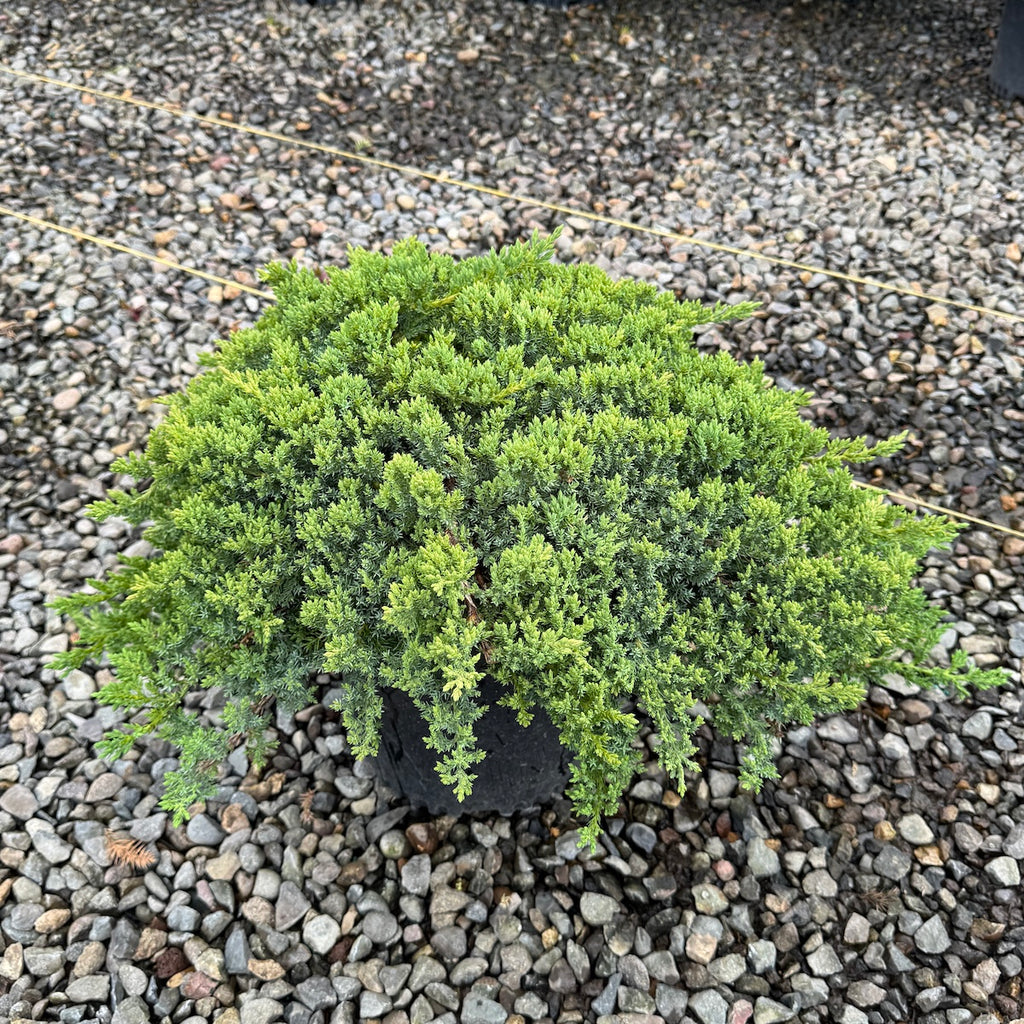 Juniperus p. 'Green Mound'