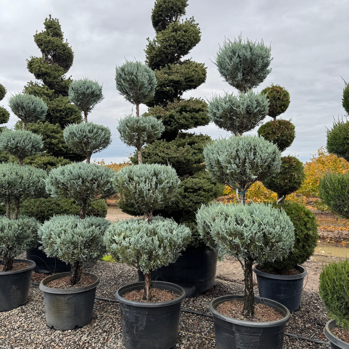 Juniperus scop. 'Moonglow', 4 Ball
