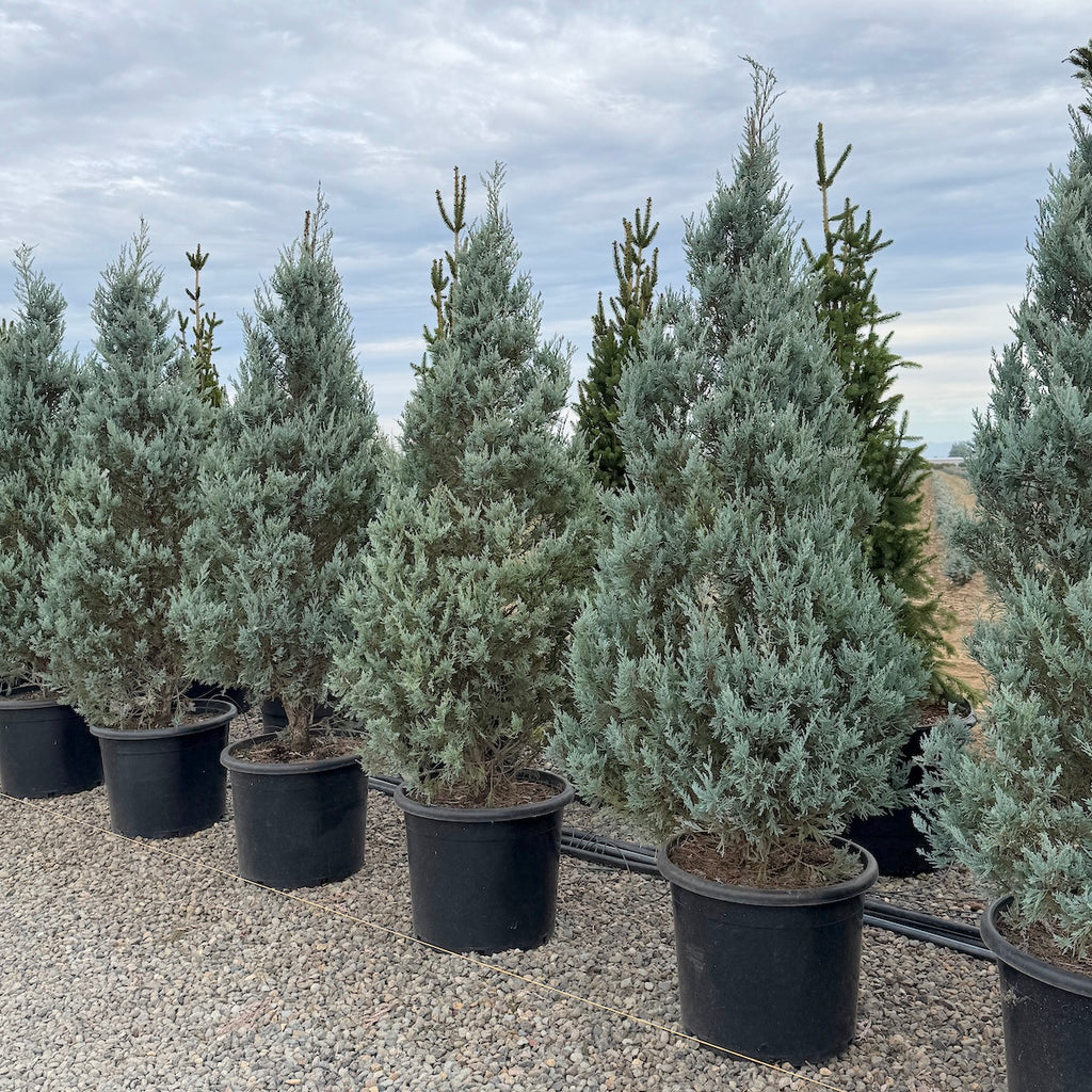 Juniperus scop. 'Moonglow'