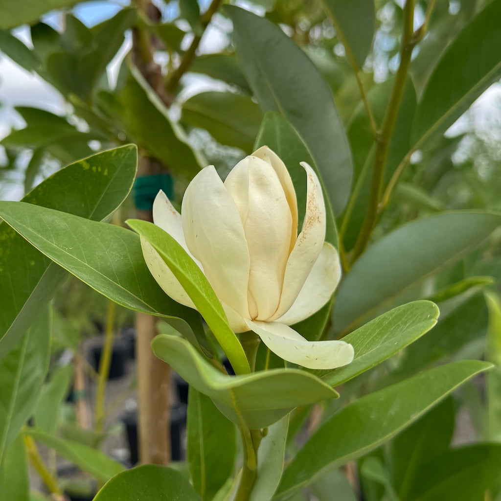 Magnolia virginiana 'Moonglow' (creamy white)