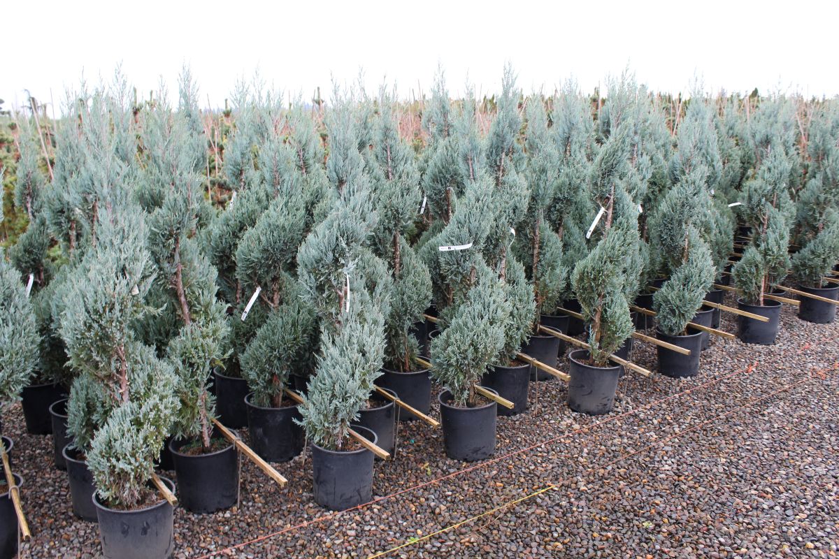Juniperus scop. 'Moonglow', Spiral