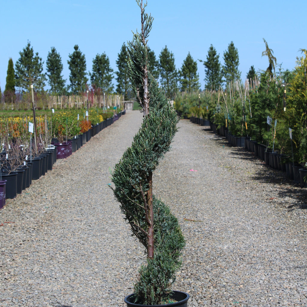 Juniperus scop. 'Moonglow', Spiral