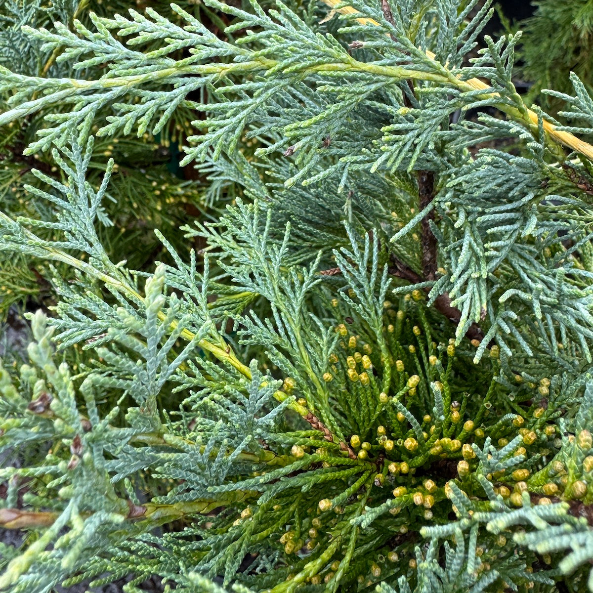 Juniperus scop. 'Wichita Blue'
