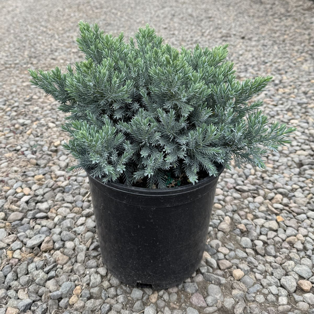 Juniperus sq. 'Blue Star'