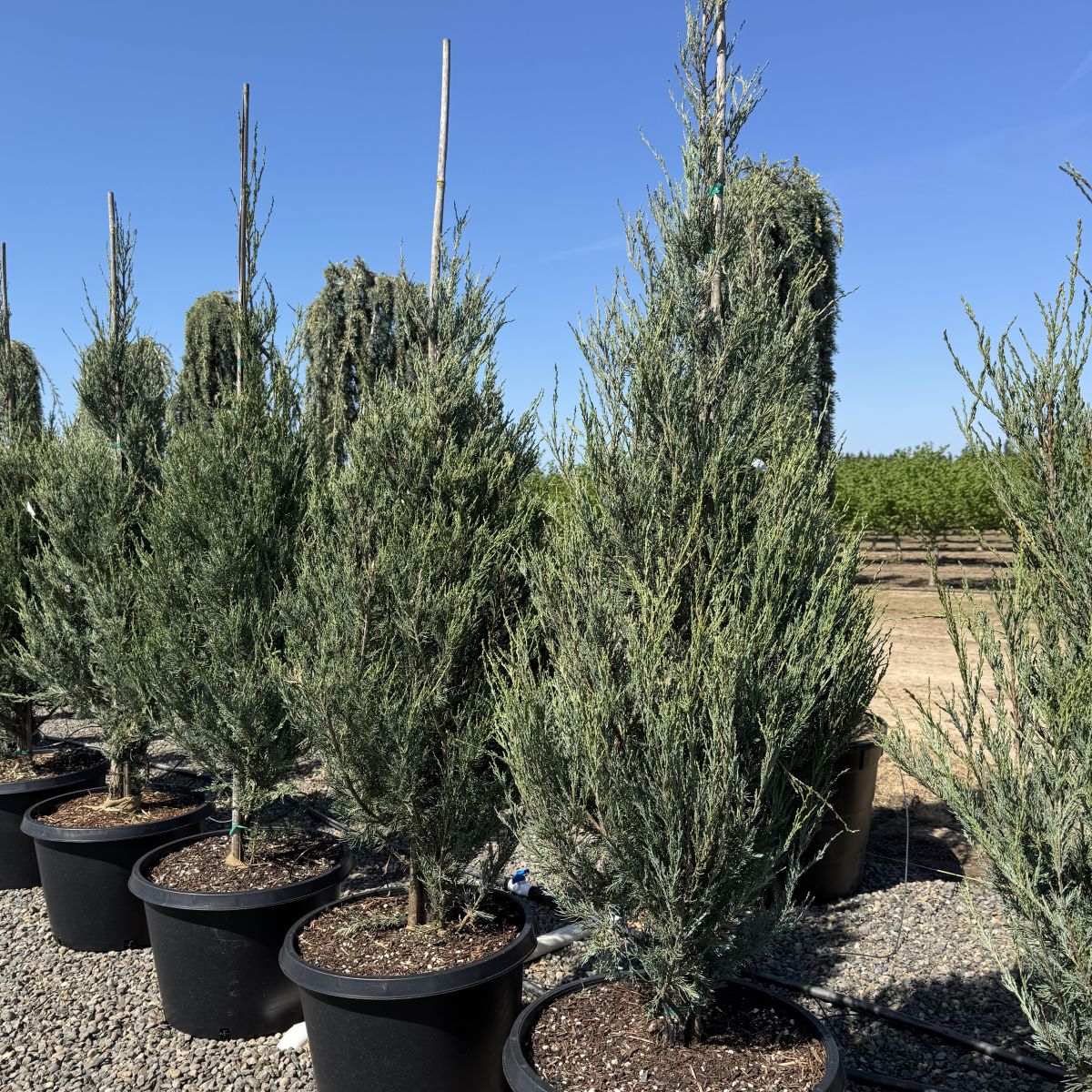 Juniperus v. 'Skyrocket'