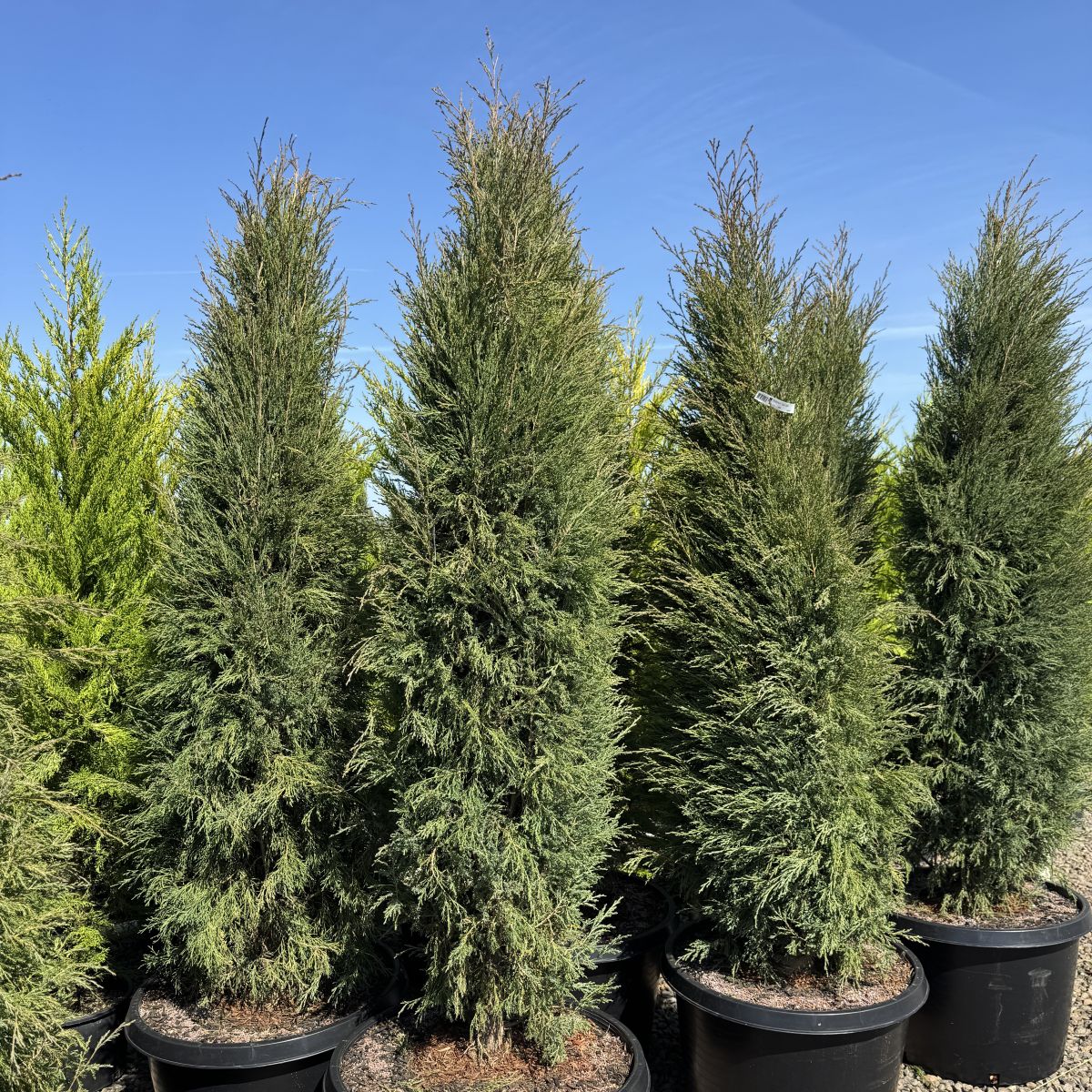 Juniperus v. 'Taylor'