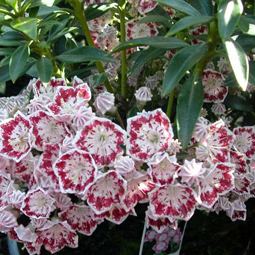Kalmia latifolia 'Minuet' (white from pink buds)