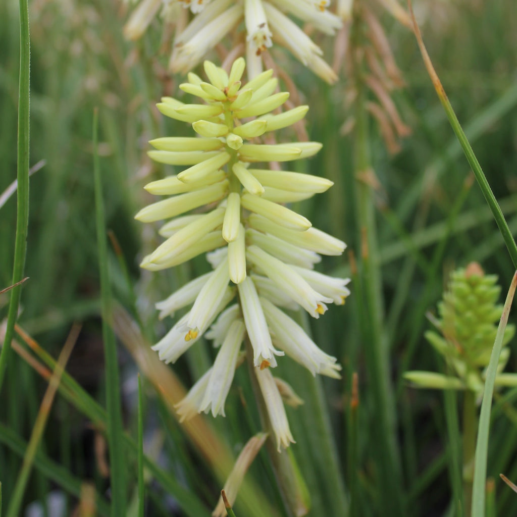 Kniphofia POCO™ 'Citron'