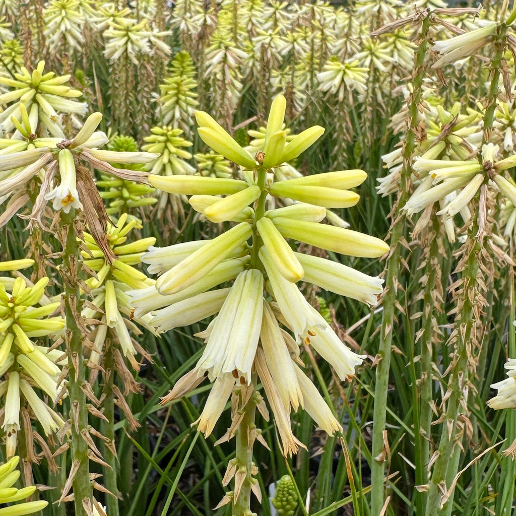Kniphofia POCO™ Yellow PP27616