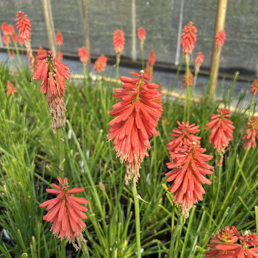 Kniphofia 'Mango Popsicle' PP22968