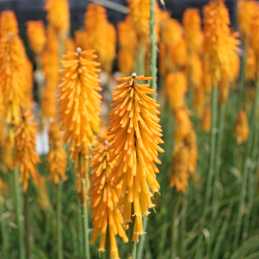 Kniphofia 'Mango Popsicle' PP22968