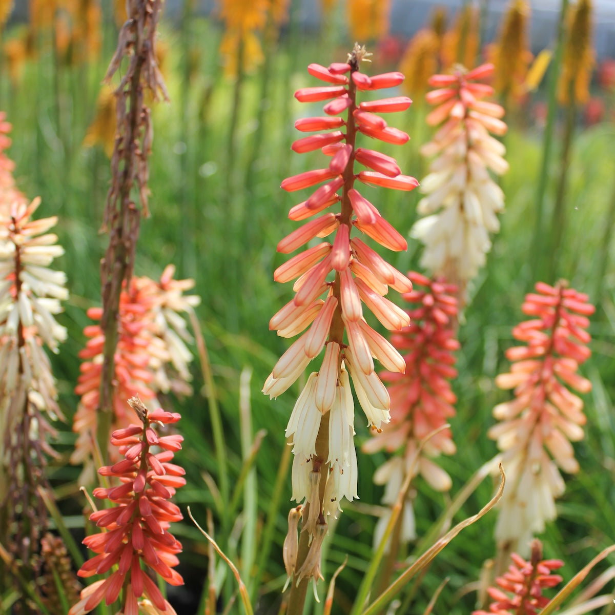 Kniphofia 'Orange Vanilla Popsicle' PP24292
