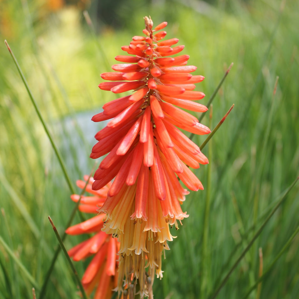 Kniphofia 'Papaya Popsicle' PP22915