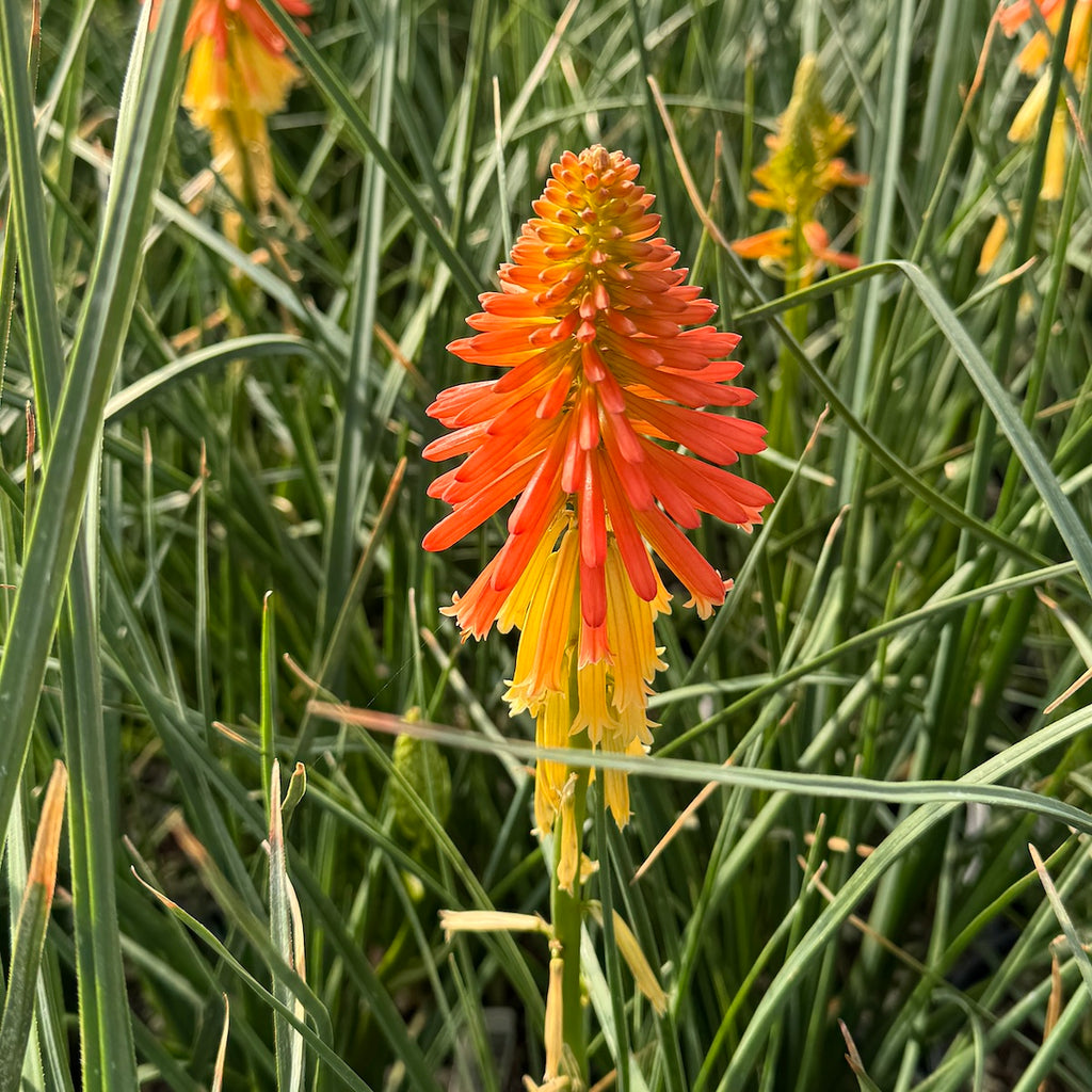 Kniphofia 'Pineapple Popsicle' PP22969
