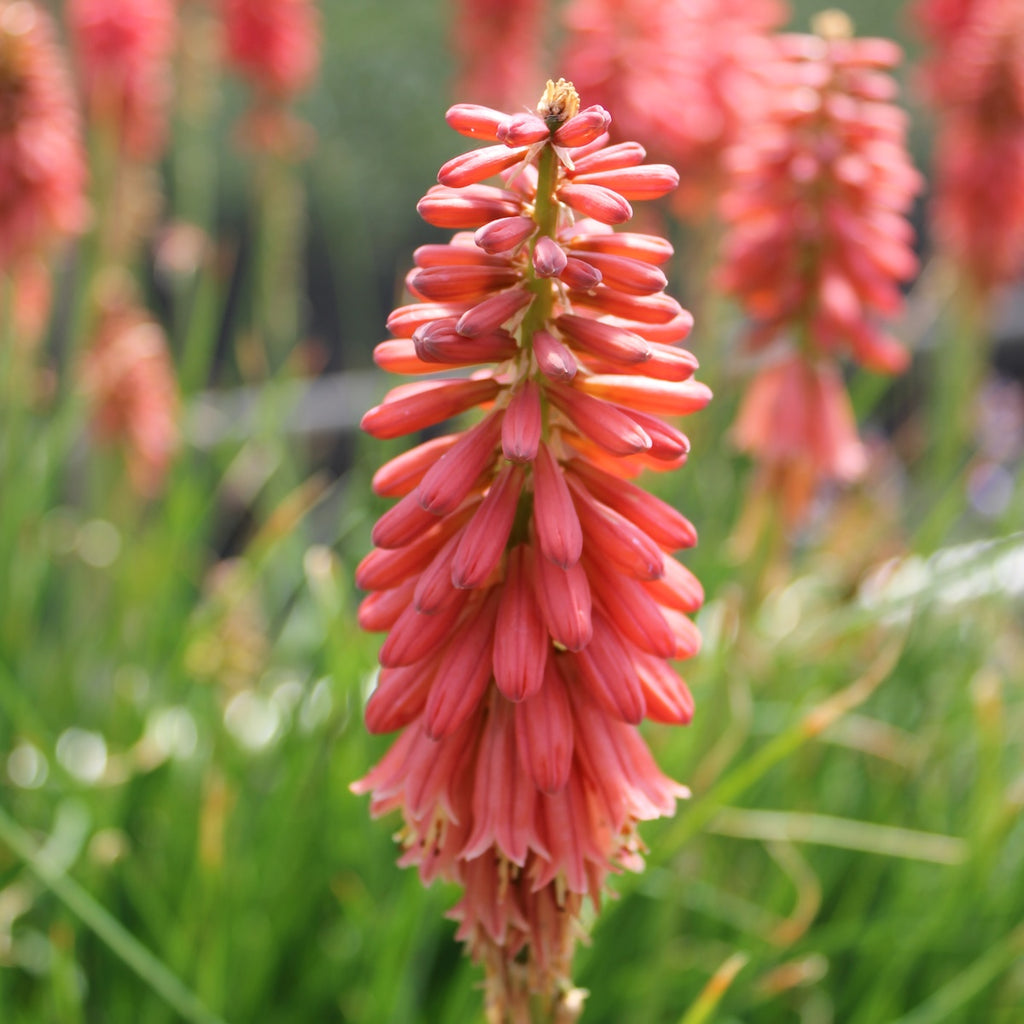 Kniphofia 'Red Hot Popsicle™' PP24036