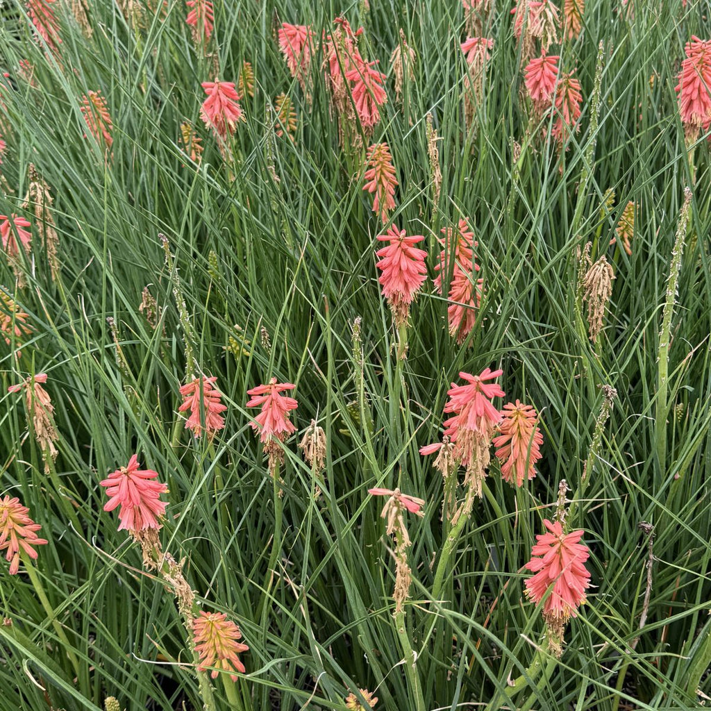 Kniphofia 'Red Hot Popsicle™' PP24036
