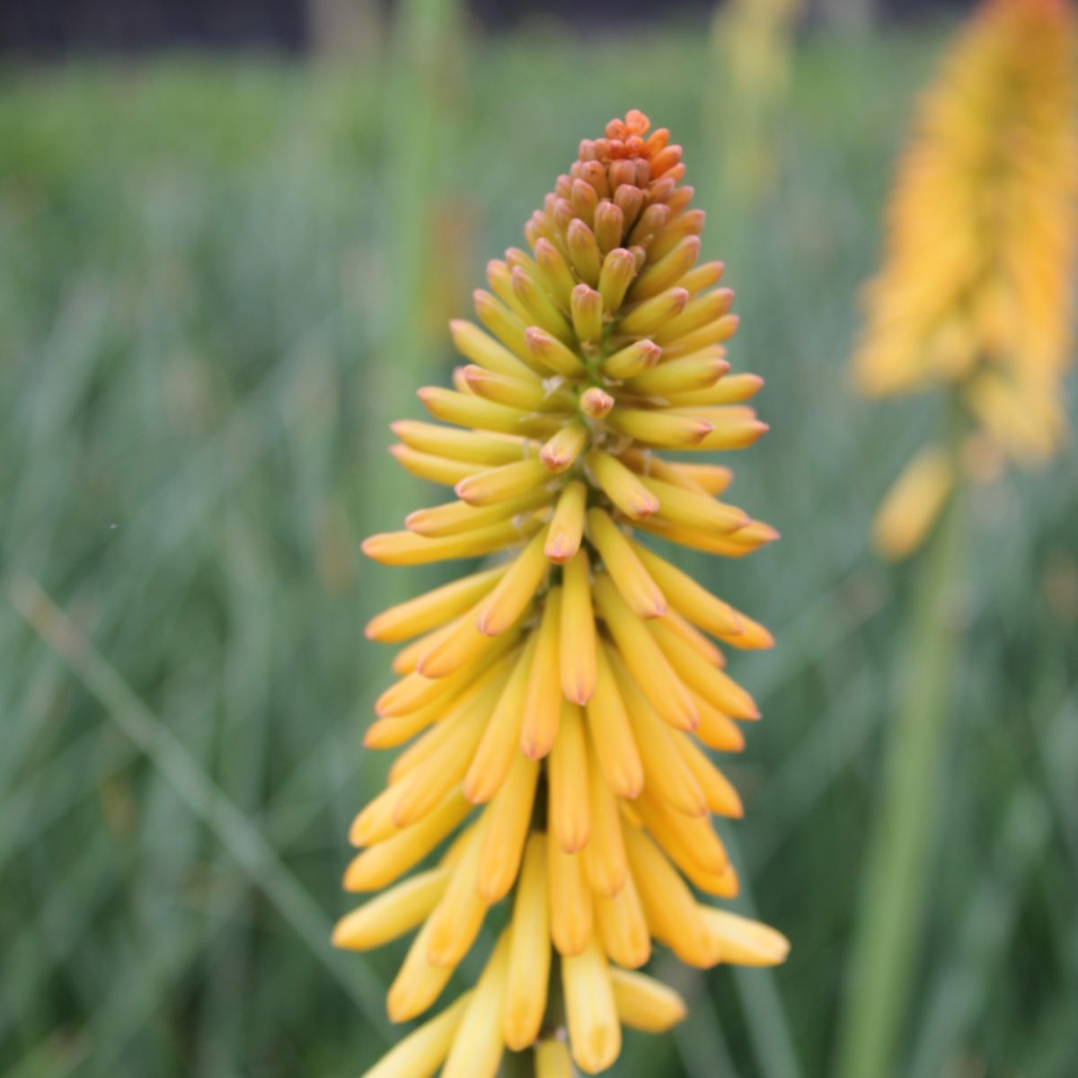 Kniphofia uvaria 'Echo Mango' PP21706 (orange)