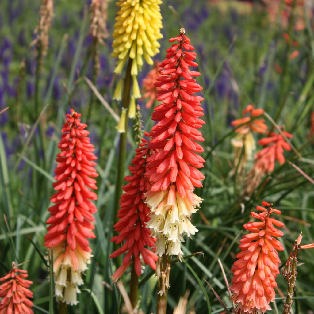 Kniphofia 'Flamenco'