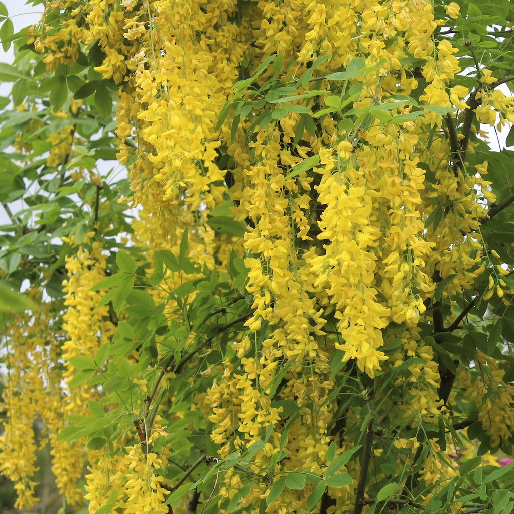 Laburnum x waterei 'Vossii' (yellow)